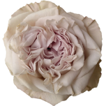Westminster Abbey Rose d'Equateur Ethiflora